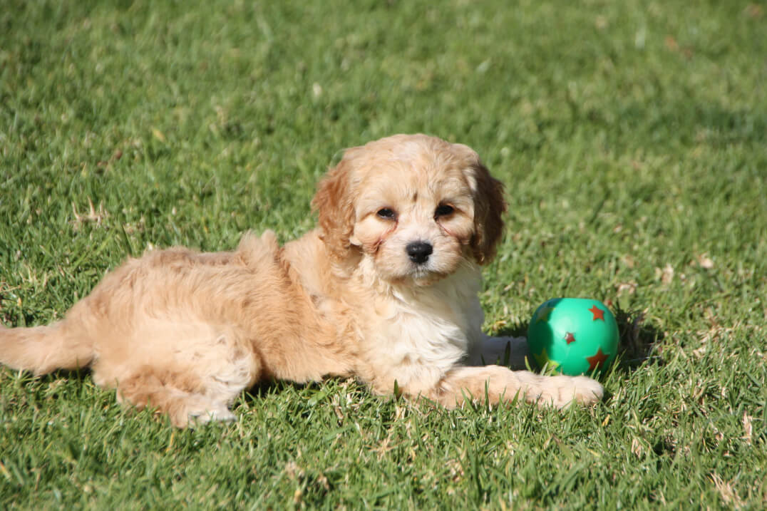 Shwe Rose Cavoodles