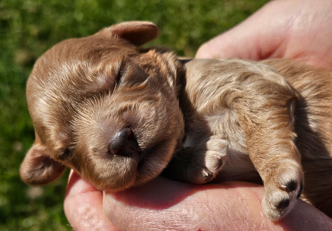 Shwe Rose Cavoodles