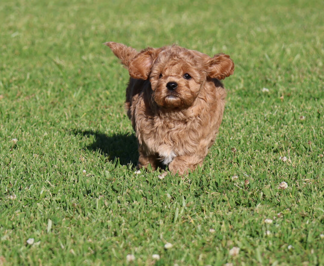 Shwe Rose Cavoodles