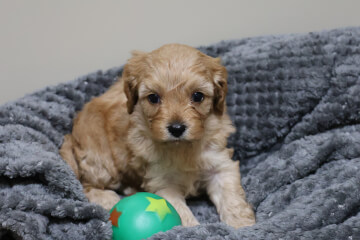 Female Cavoodle<br>
