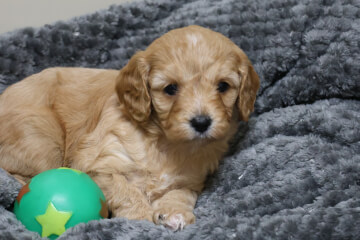 <div>Female Cavoodle</div>