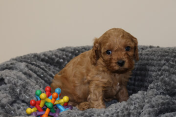 Male Cavoodle<br>