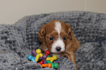 Male Cavoodle<br>