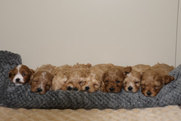 Shwe Rose Cavoodles