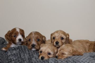 Shwe Rose Cavoodles