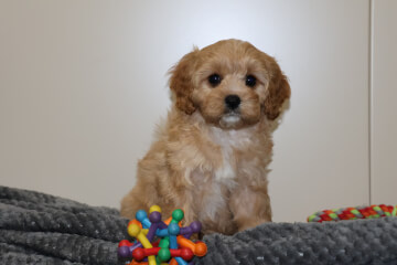 Female Cavoodle<br>