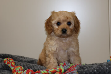 Male Cavoodle<br>