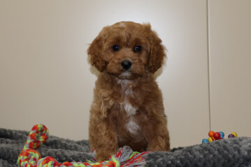 Male Cavoodle<br>