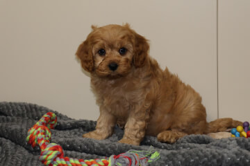 <div>Male Cavoodle</div>