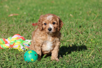 Male Cavoodle<br>