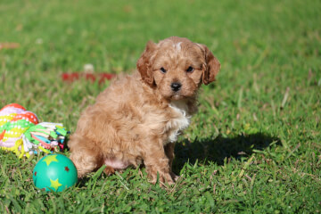 Male Cavoodle<br>