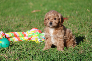 <div>Male Cavoodle</div>