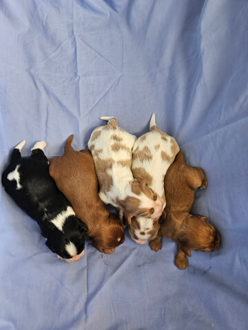 Clara and Blue have had a Beautiful Litter of Cavalier Puppies. More details to come.