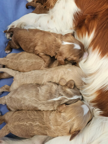 Viola and Leo have had a gorgeous Litter of Cavoodle puppies. More details to come.&nbsp;