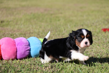 Tir-Colour Male<div>Price: $1980</div>