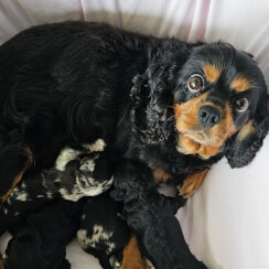 Mum<br>