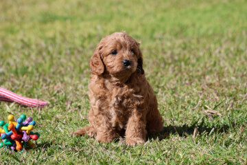 Female Cavoodle