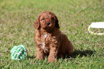 <div>Male Cavoodle</div>