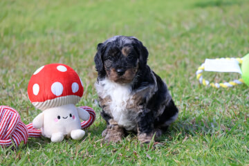 Male Cavoodle<br>