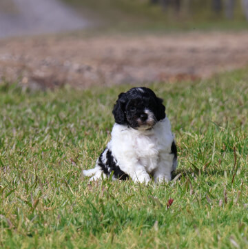 <div>Male Cavoodle</div>
