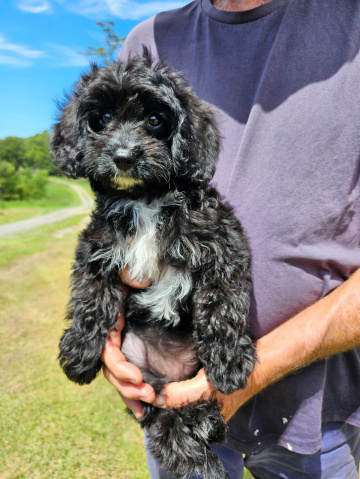 Gallery - Shwe Rose Cavoodles