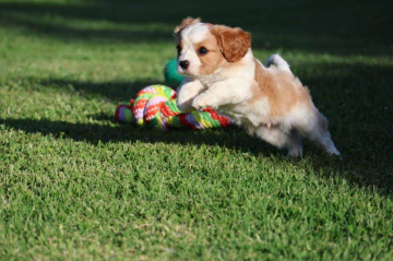 Gallery - Shwe Rose Cavoodles