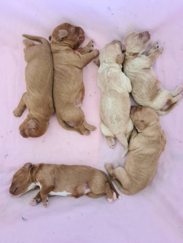 Gallery - Shwe Rose Cavoodles