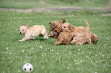 Gallery - Shwe Rose Cavoodles