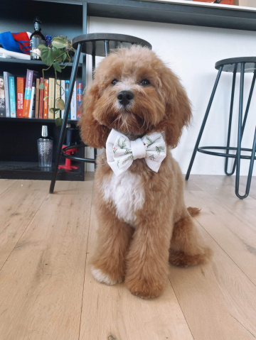 Gallery - Shwe Rose Cavoodles