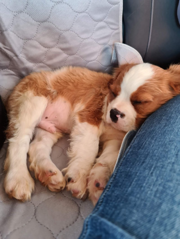 Gallery - Shwe Rose Cavoodles