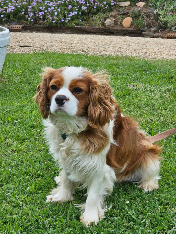 Gallery - Shwe Rose Cavoodles