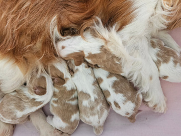 Gallery - Shwe Rose Cavoodles