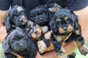 Gallery - Shwe Rose Cavoodles