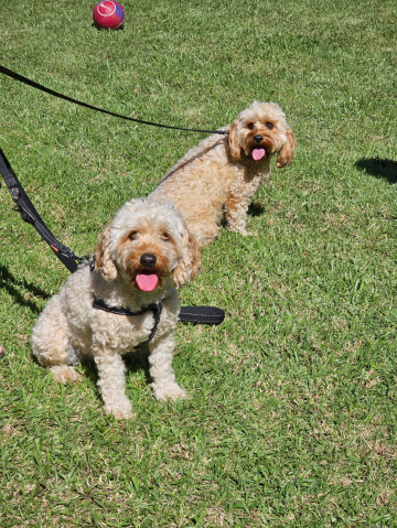 Gallery - Shwe Rose Cavoodles