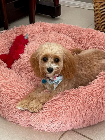 Gallery - Shwe Rose Cavoodles