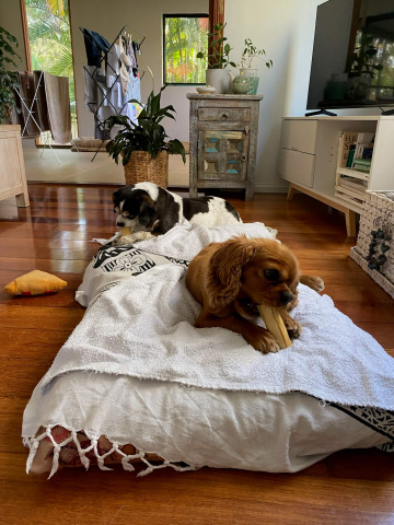 Gallery - Shwe Rose Cavoodles