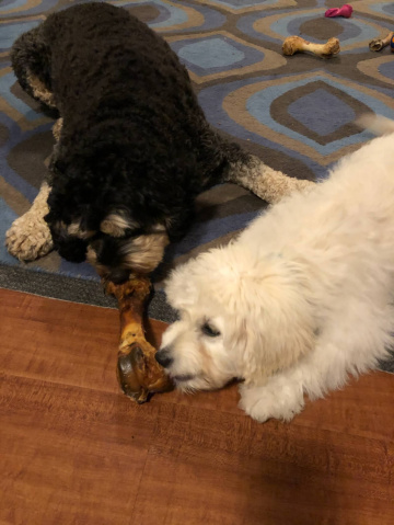 Gallery - Shwe Rose Cavoodles