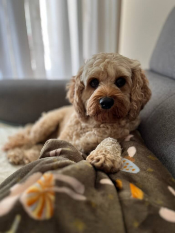 Gallery - Shwe Rose Cavoodles