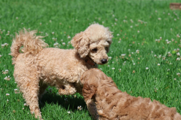 Gallery - Shwe Rose Cavoodles