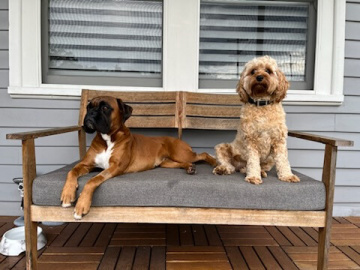 Gallery - Shwe Rose Cavoodles