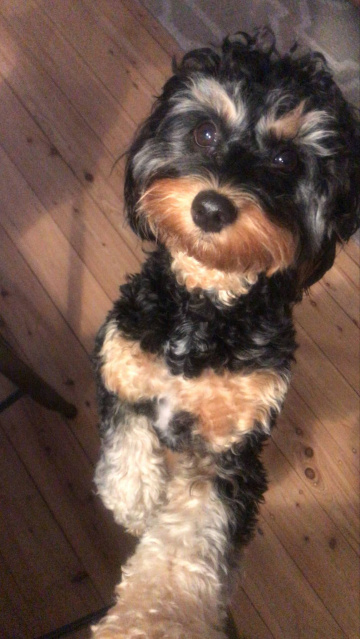 Gallery - Shwe Rose Cavoodles