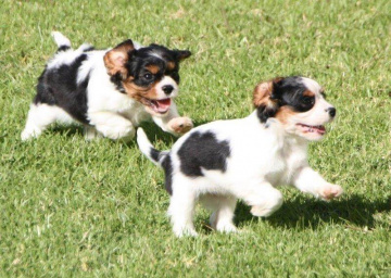 Gallery - Shwe Rose Cavoodles