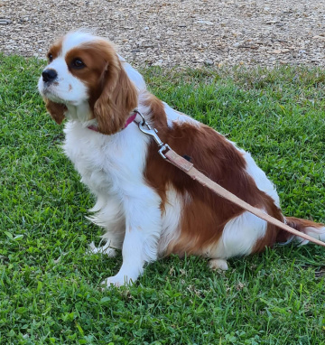 Gallery - Shwe Rose Cavoodles