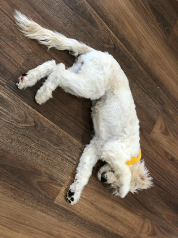 Gallery - Shwe Rose Cavoodles