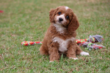 Gallery - Shwe Rose Cavoodles