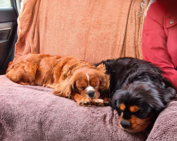 Gallery - Shwe Rose Cavoodles