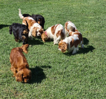 Gallery - Shwe Rose Cavoodles