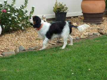 Gallery - Shwe Rose Cavoodles