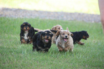 Gallery - Shwe Rose Cavoodles