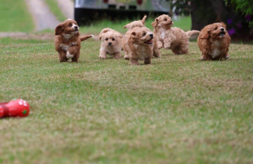 Gallery - Shwe Rose Cavoodles